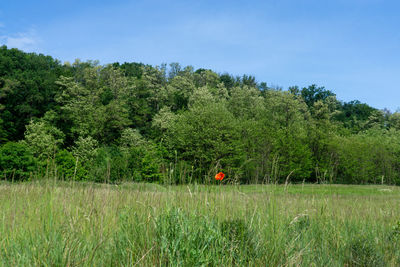 Trees on field against sky