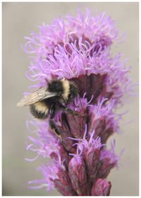 Close-up of honey bee on thistle