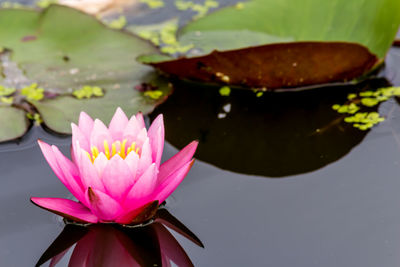 Close-up of lotus water lily in lake