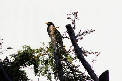 Low angle view of eagle perching on tree against sky