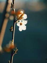 Close-up of cherry blossom on twig