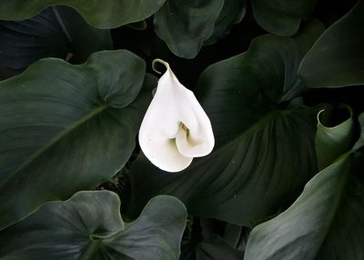 Close-up of flower blooming outdoors