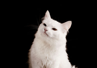 Close-up of white cat against black background