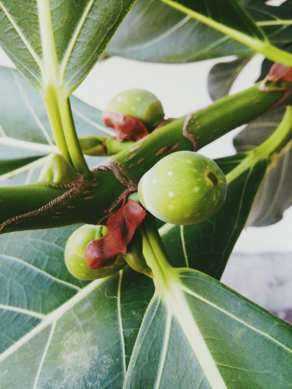 freshness, growth, leaf, green color, close-up, plant, nature, healthy eating, food and drink, fruit, beauty in nature, food, no people, day, growing, green, fragility, focus on foreground, outdoors, stem