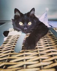 Portrait of black cat in basket