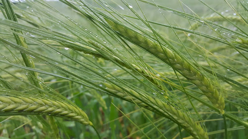 Close-up of fresh green plant