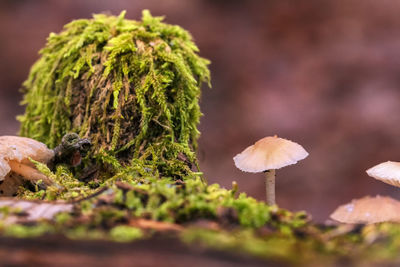 Close-up of mushroom growing on land