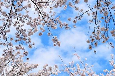 Low angle view of flowering plants against blue sky