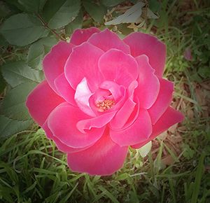 Close-up of pink flowers