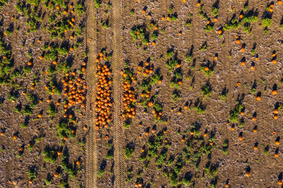 Aerial view of a hokkaido field with tractor tracks in the sun seen from above