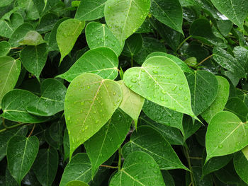 Full frame shot of leaves