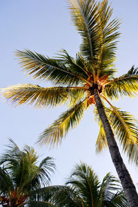 Low angle view of palm trees against sky