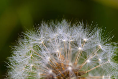 Close-up of dandelion on plant