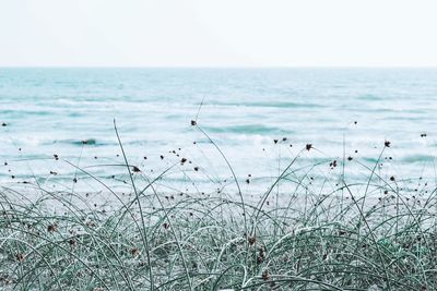 Scenic view of sea against clear sky