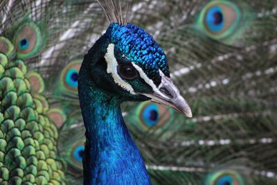 Close-up of peacock