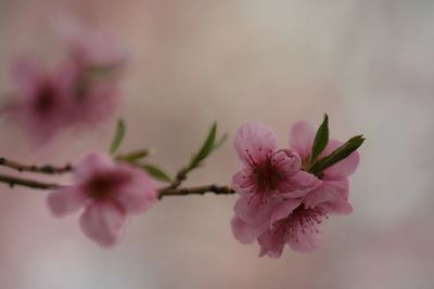 Close-up of pink flowers