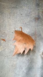 Close-up of dry maple leaf on ground