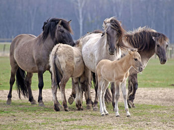 Horses standing on grassy land