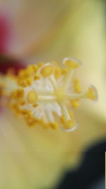 Close-up of yellow flower