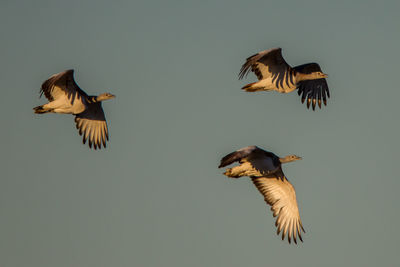 Low angle view of birds flying against clear sky at sunset