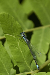 Close-up of insect on leaf