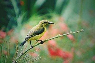 Close-up of bird perching on leaf