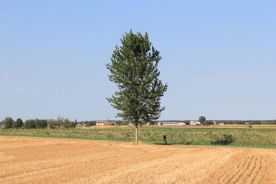 Scenic view of field against clear sky