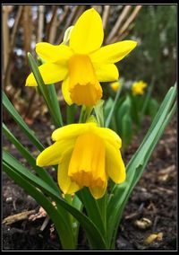 Close-up of yellow daffodil blooming on field