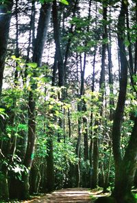 Trees in forest