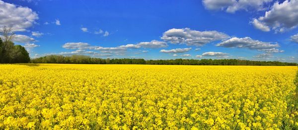 Scenic view of field against sky