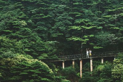 View of trees in forest