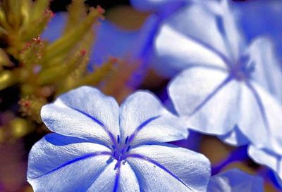 Close-up of purple flower blooming against blue sky