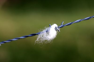 Close-up of water drops on twig