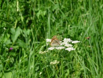 Close-up of butterfly pollinating on flower
