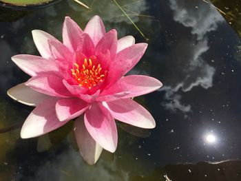 Lotus water lily in pond