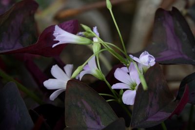 Close-up of purple flowers
