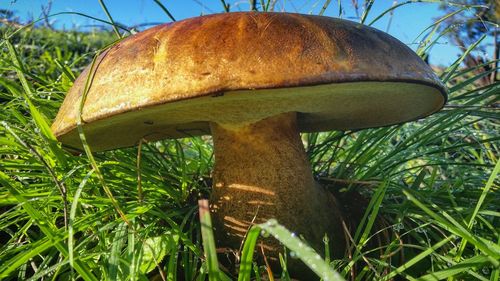 Close-up of mushroom in grass