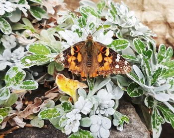 Close-up of butterfly pollinating on flower