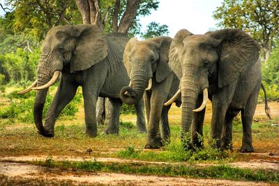 Elephants in forest