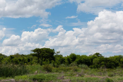 Trees on field against sky