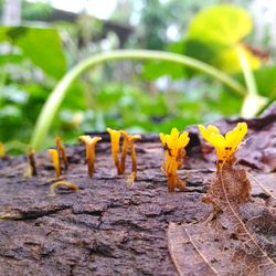 Close-up of yellow flowers