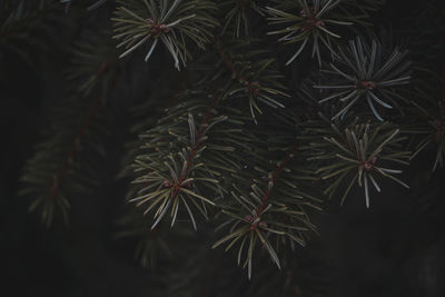 Close-up of pine tree