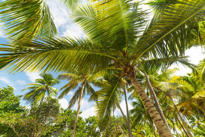 Low angle view of coconut palm tree against sky