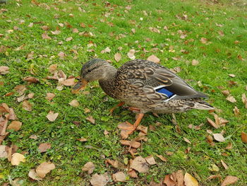 High angle view of a bird on field