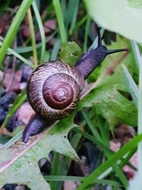 Close-up of snail on a plant