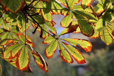 Close-up of maple leaves on tree