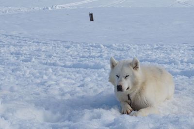 Dog sitting on snow covered field