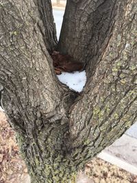 Close-up of squirrel on tree stump