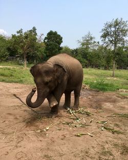 Elephant on field against sky