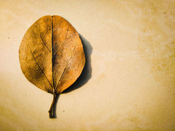 High angle view of dry leaves on plant